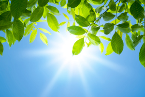 Sun Shinging Through Leaves