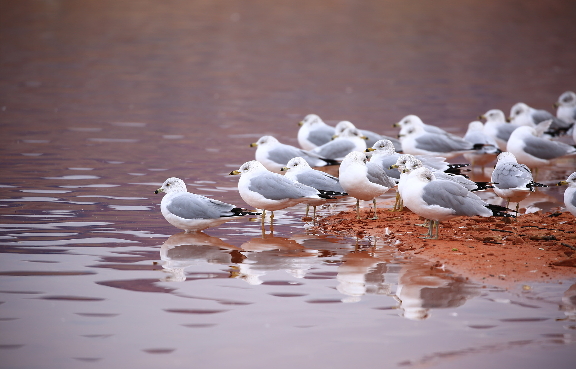 Seagulls on the shoreline Photography by Dr. Padval