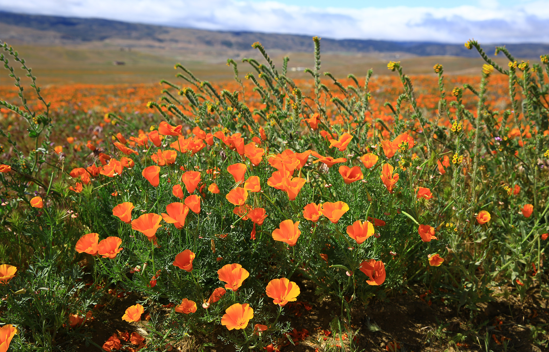 Close-up of California poppies