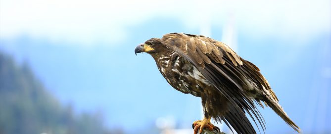 Golden Eagle about to take flight