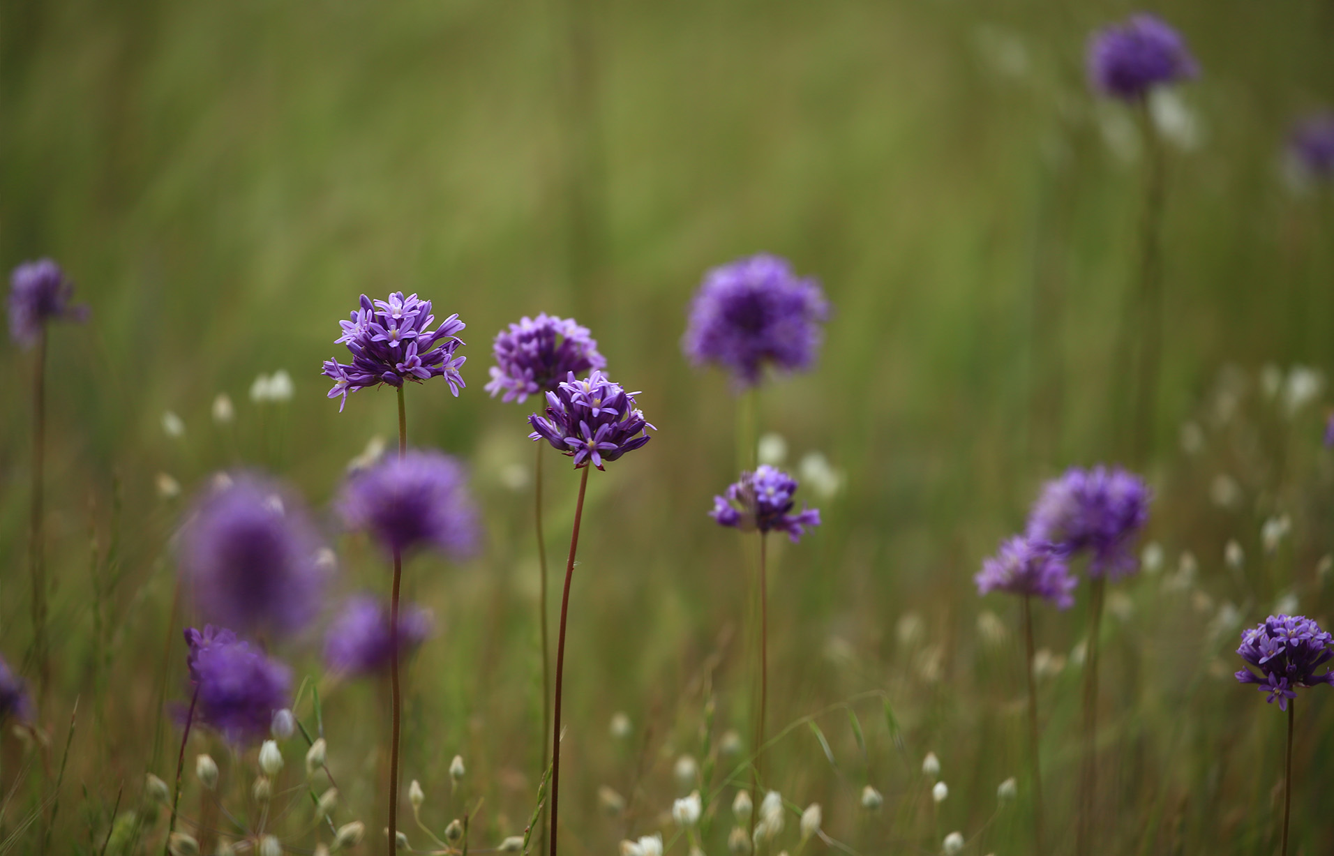 Beautiful purple flowers in bloom Photography by Dr. Padval