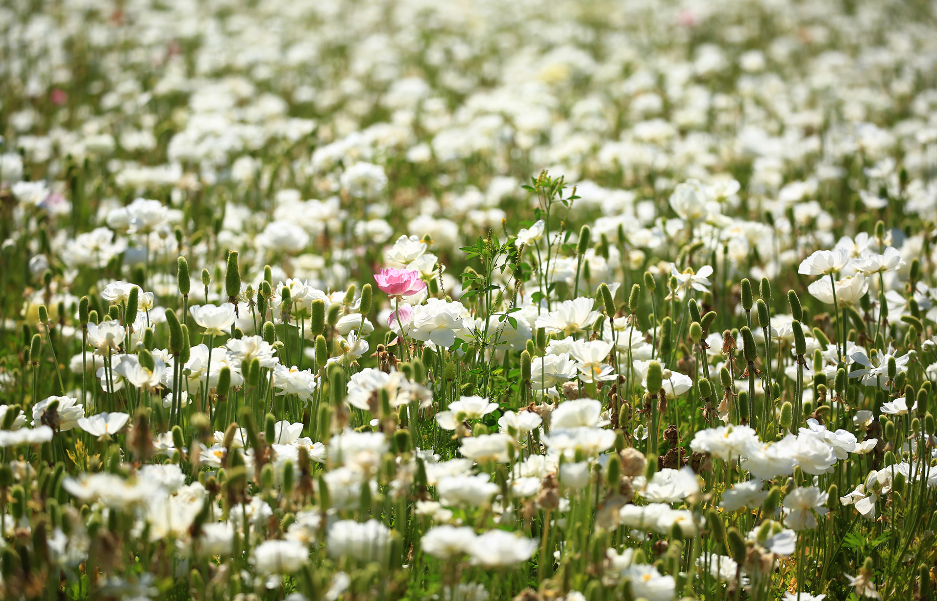 A lone pink flower in a sea of white Photography by Dr. Padval