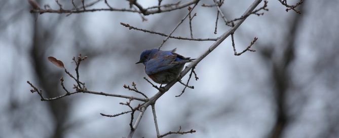 A small bird sheltering from the weather