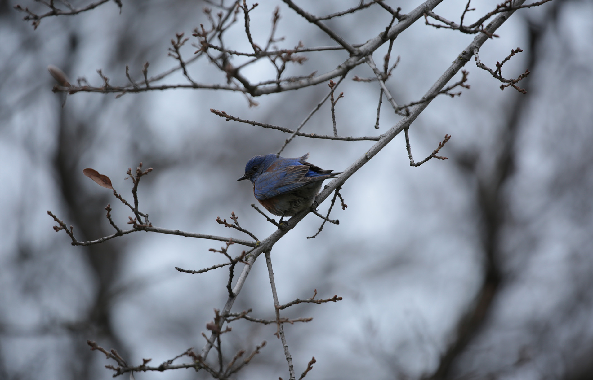 A small bird sheltering from the weather